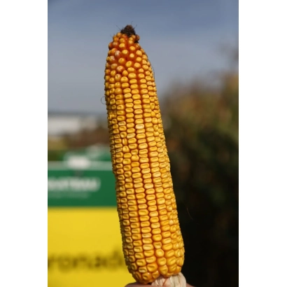 Кукуруза Cornadi CS на фоне зелёного и жёлтого баннера - Корнади КС