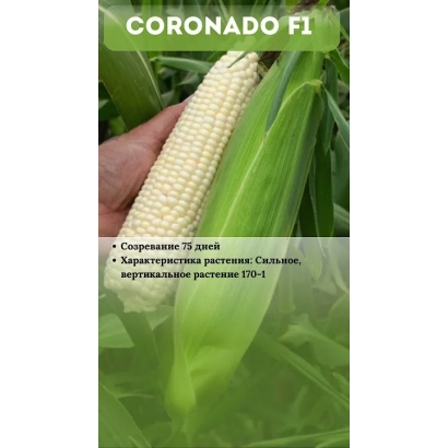 Кукуруза Коронадо F1 в руке на фоне листьев