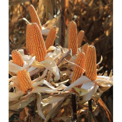 Созревшие початки кукурузы сорта Корифей на фоне поля