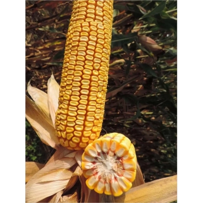 Свіжий початок кукурудзи КС Луксурі з розрізаним кінцем, що показує зерно