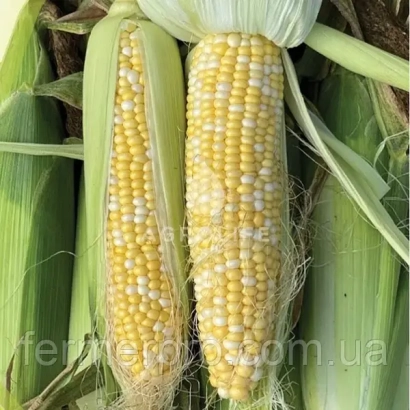 Два початка кукурузы сорта ЦСЦ 3203 на фоне листьев