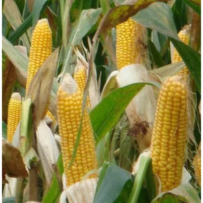 фото кукурузы на поле без названия продукта - КСМ 4413