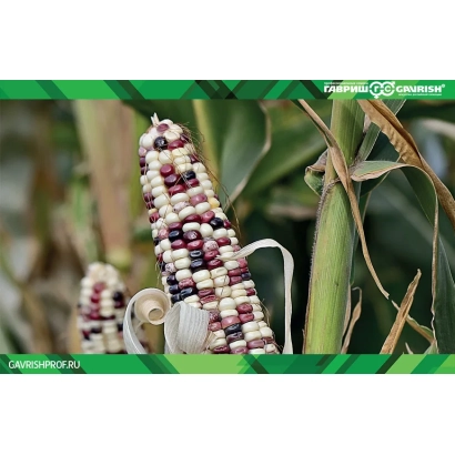 Кукуруза ЦВСК 1871 на стебле