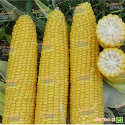 Желтая кукуруза сорта DA Siboney на фоне листьев - Да Сибони