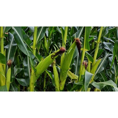 Кукуруза на поле - ДА Сонка