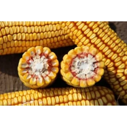 Кукуруза с разрезанными початками, показывающими ядра - ДАЛМА МГТ