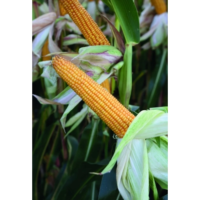 Свіжа кукурудза на стеблі - Данубіо