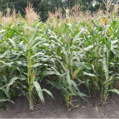 Поле кукурузы сорта Дар 347 МВ