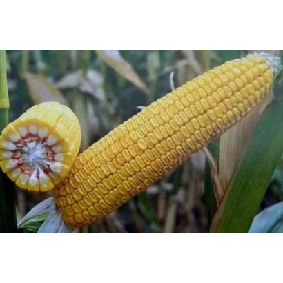 Желтая кукуруза на фоне листьев - ДБ Хотин