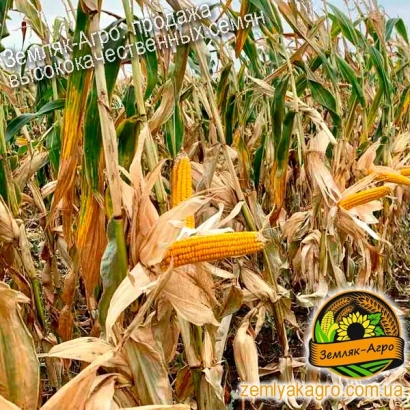 Золотистые початки кукурузы сорта ДБ Варта на фоне пожелневших листьев в поле.