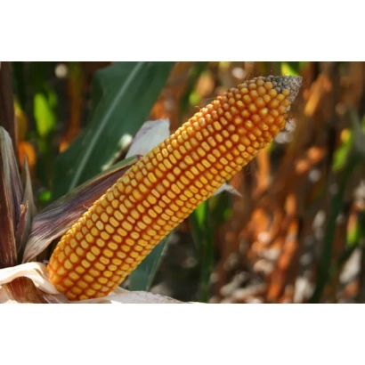 Свежий початок кукурузы на фоне листьев - Дельфин