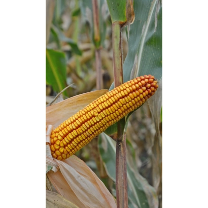 Зріла кукурудза на стеблі в полі - Десімо