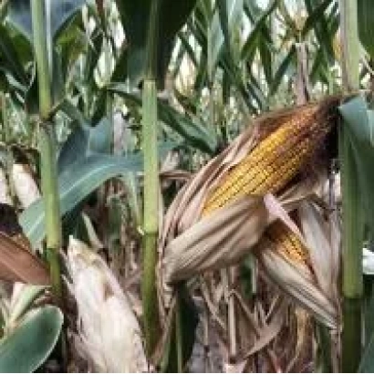 Созревшая кукуруза на стебле в поле - Деволви КС