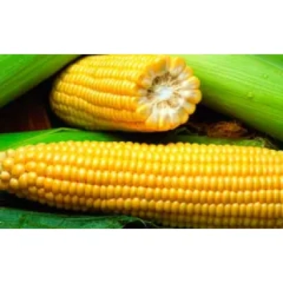 Свежая кукуруза на листьях - Диана 180 СВ