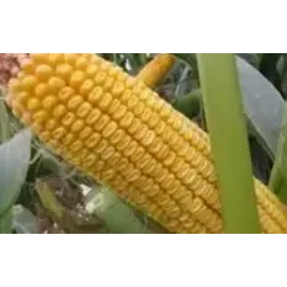 Свежий початок кукурузы на фоне листьев - ДИАНА М