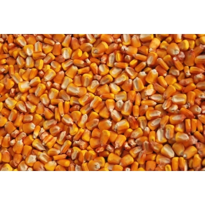 Крупний план жовтих зерен кукурудзи - Дієго