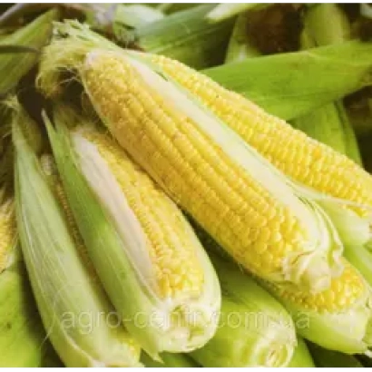 Свежая кукуруза в шелухе - ДК 291