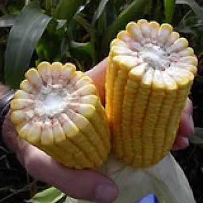 Кукуруза DKC 3511 в руках - ДКС 3511