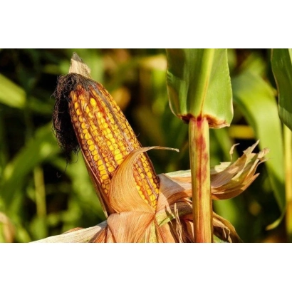 Dry corn cob DKC 3759 against green leaves
