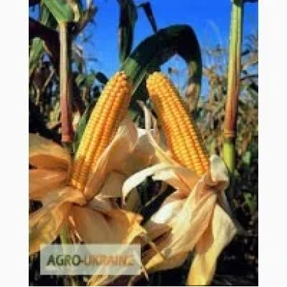 Кукуруза на фоне растений - ДКС 3871