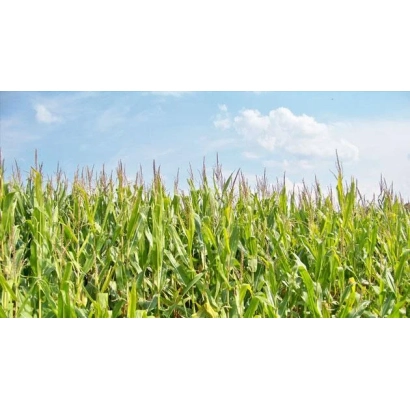 Field of DKC 4490 corn against a blue sky