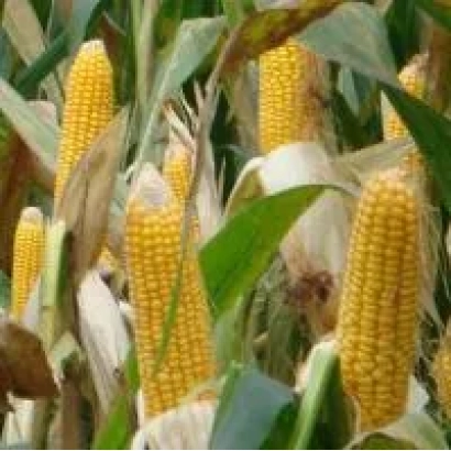 Созревшие початки кукурузы на стеблях в поле - ДКС 5783
