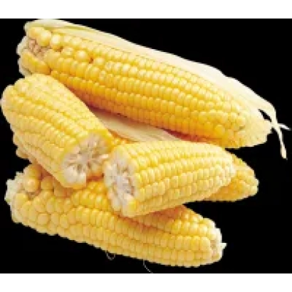 Свежая кукуруза DKC2870 на черном фоне - ДКС2870