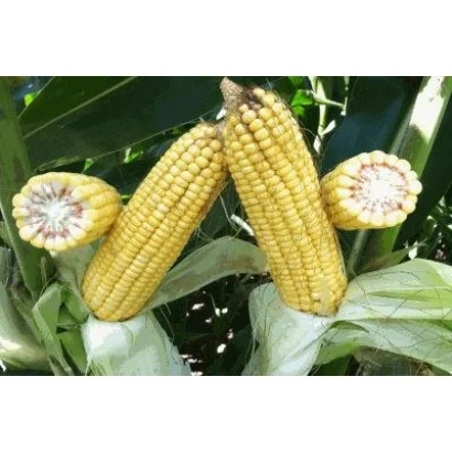 Свежие початки кукурузы ДКС3417 на фоне листьев