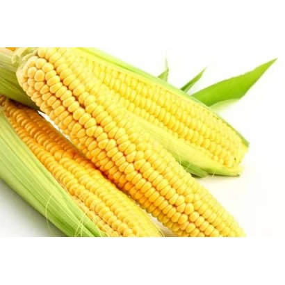 Fresh corn DKC3790 on white background
