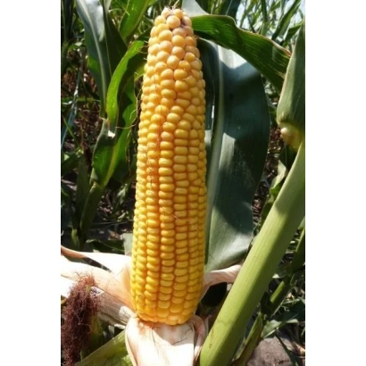 Mature corn cob on the plant - DKC3972