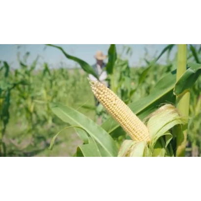 Corn in field - DKC4238