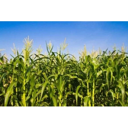 Field of DKC4541 corn against a blue sky
