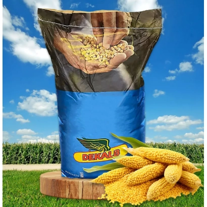 Bag of corn DKC4670 on wooden stand against field background
