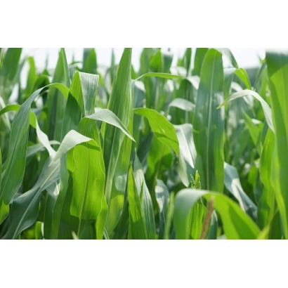 Green corn leaves in a field - DKC4685