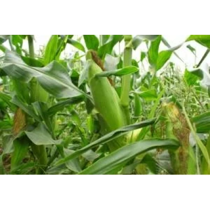 Green corn cob DKC4717 against leafy background