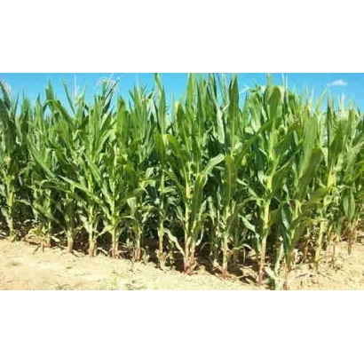 Ряды молодой кукурузы на поле - ДКС4943