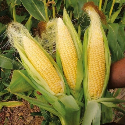 Fresh corn cobs DKC5141 against leafy background