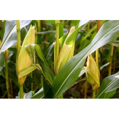 Свежие початки кукурузы на стеблях в поле - ДКС 3623