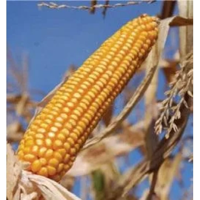 Золотой початок кукурузы на фоне голубого неба - ДКС 3705
