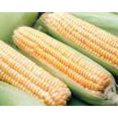 Кукуруза ДКС 5033 на зеленой подложке