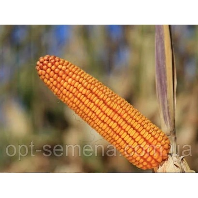 Corn cob on stalk, orange kernels, blurred background - DM Benefit