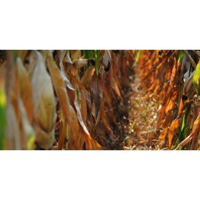 Cornfield with tall stalks and leaves - DM Confes