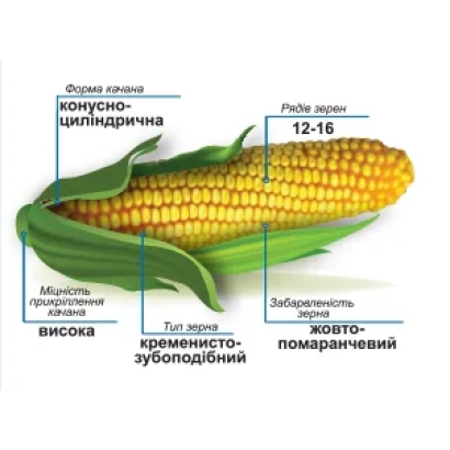 Diagram of corn with annotations on shape, kernel type, and color - DM Unia