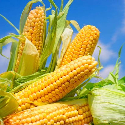 Ears of corn against a blue sky - DM Vnesok