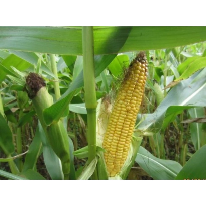 Золотистый початок кукурузы ДМС 1511 на фоне зелёных листьев
