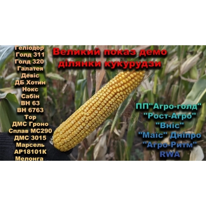 Золотой початок кукурузы сорта ДМС 1709 на фоне поля