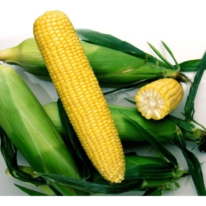 Fresh corn on the cob - DMC 3908