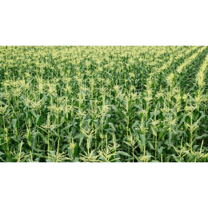 Поле кукурудзи, що відповідає категорії 'Кукурудза' - ДМС Хаммер