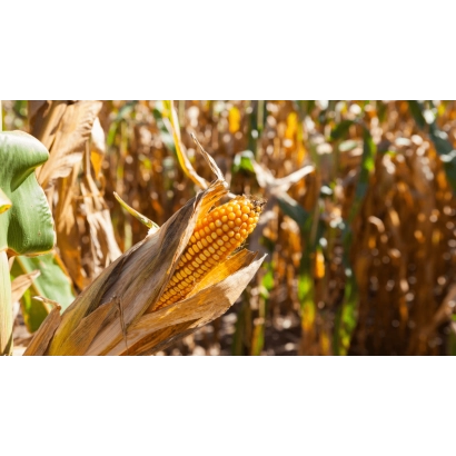 Fresh corn cob in a field setting - DMS Kush