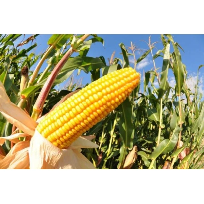 Yellow corn cob on stalk against green leaves and blue sky - DMC Lord